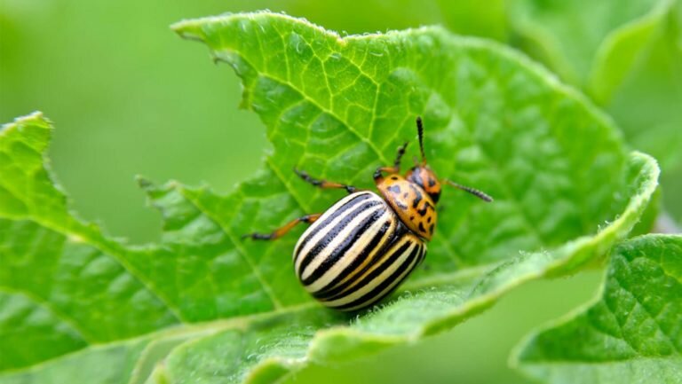Как избавиться от колорадского жука народными и хическими средствами