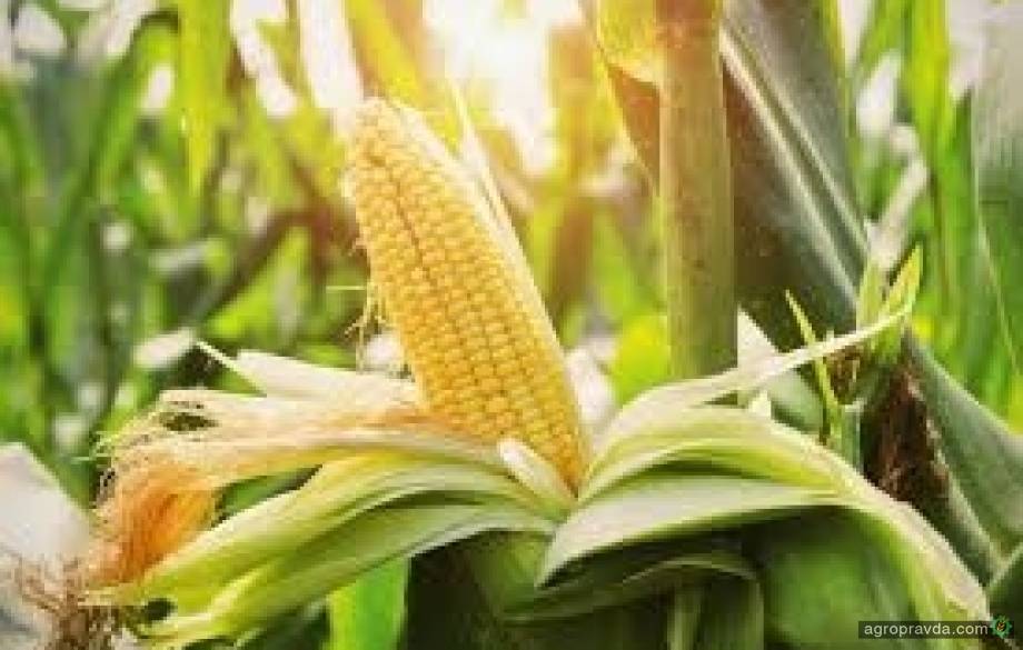 Как обрабатывать кукурузу гербицидами