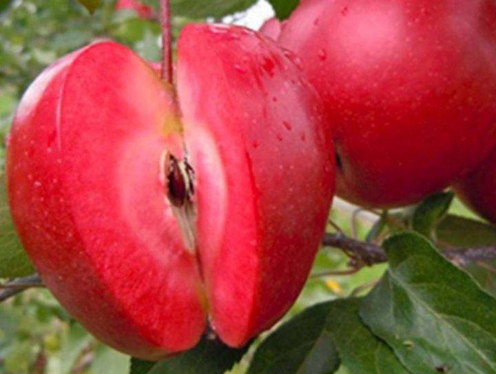 Яблоня «чудное»: описание сорта, фото и отзывы