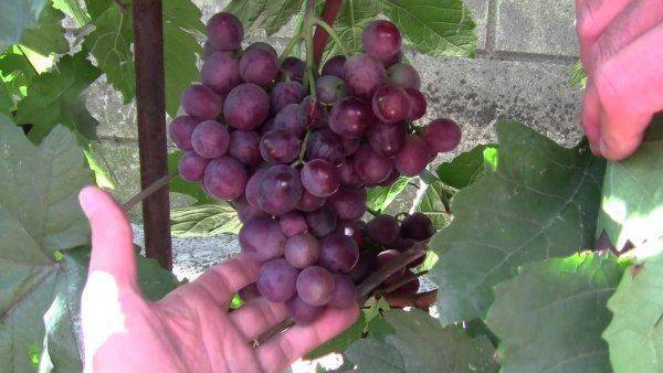 Описание винограда сорта граф монте кристо и технология выращивания