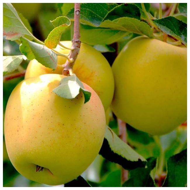 Настоящее золотое искушение — яблоки голден делишес