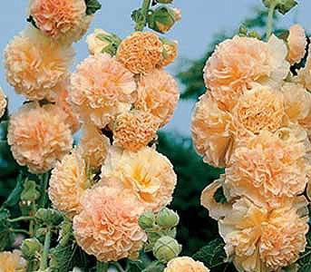 Мальва махровая (29 фото): особенности многолетних цветов, правила выращивания шток-розы из семян, нюансы посадки и ухода