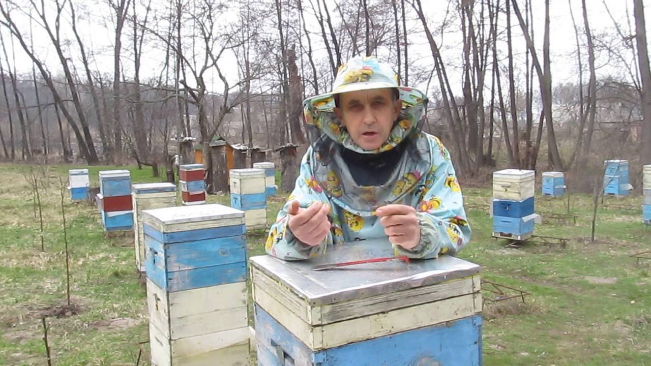 Каких болезней пчел следует опасаться пчеловоду?
