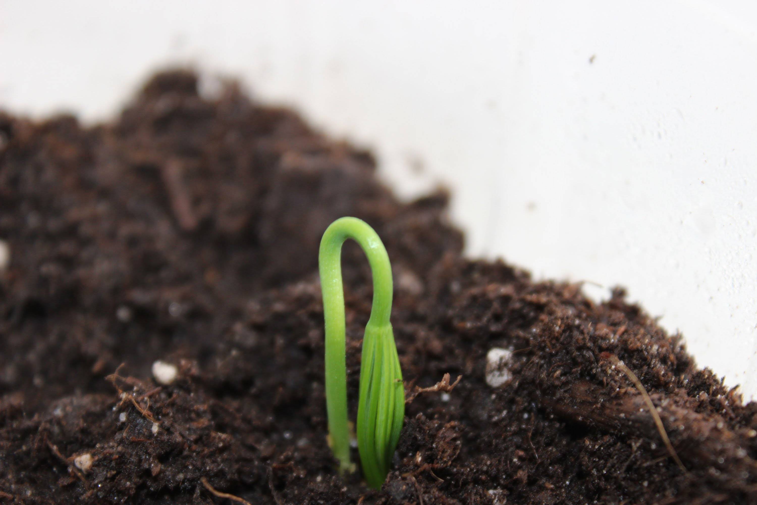 Как вырастить сосну из семян в домашних условиях: простая инструкция как посадить и подобрать семена сосны (110 фото)
