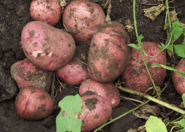 Картофель журавинка: описание сорта, характеристика, фото