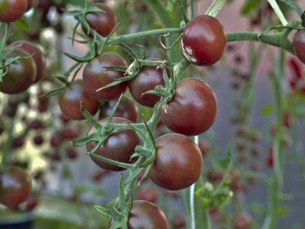 Описание сорта и характеристики помидоров кумато