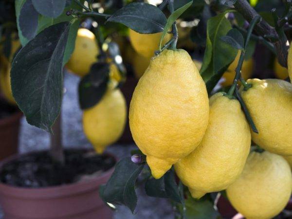 Как вырастить лимон дома  - инструкция по сортам лимона