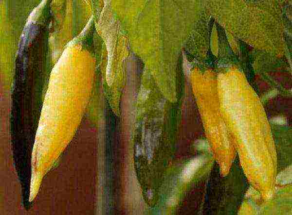 Комнатный острый перец — сорта и особенности выращивания