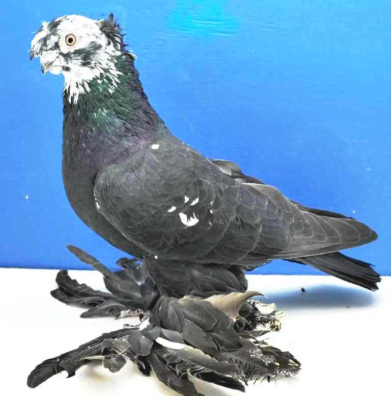 Какого ухода требуют узбекские голуби?