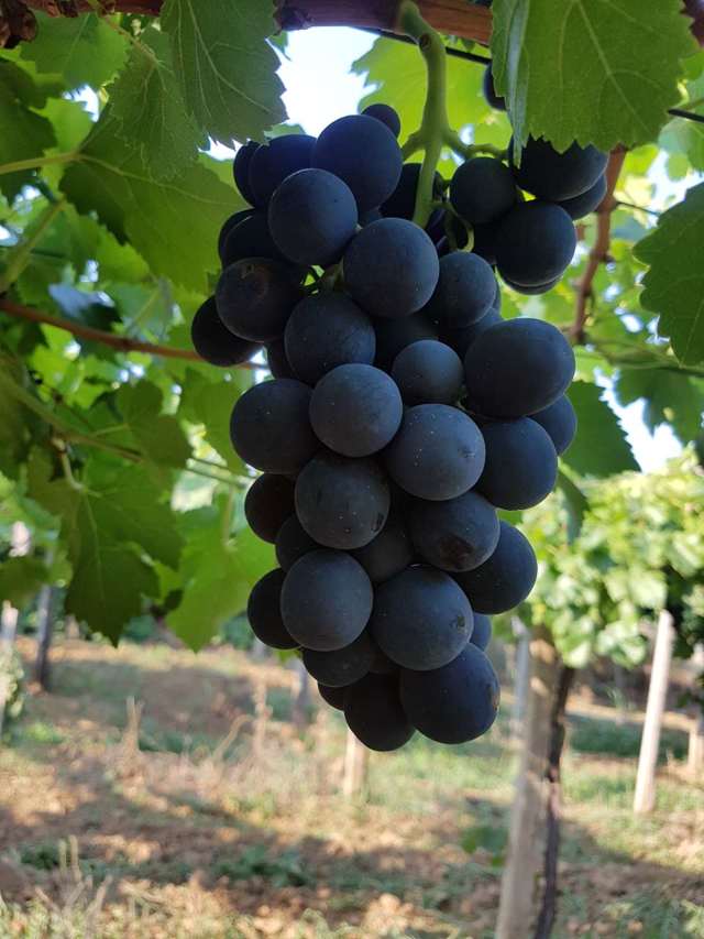 Виноград «молдова»: описание сорта, фото и отзывы