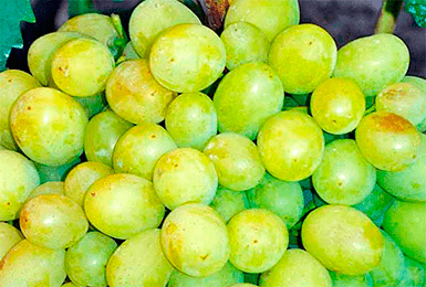 Сорт винограда галахад — ягоды грибы