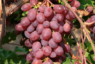 Виноград виктория: описание сорта, фото, отзывы