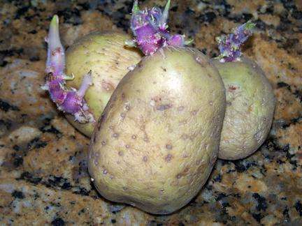 Как вырастить картофель «синеглазка»?