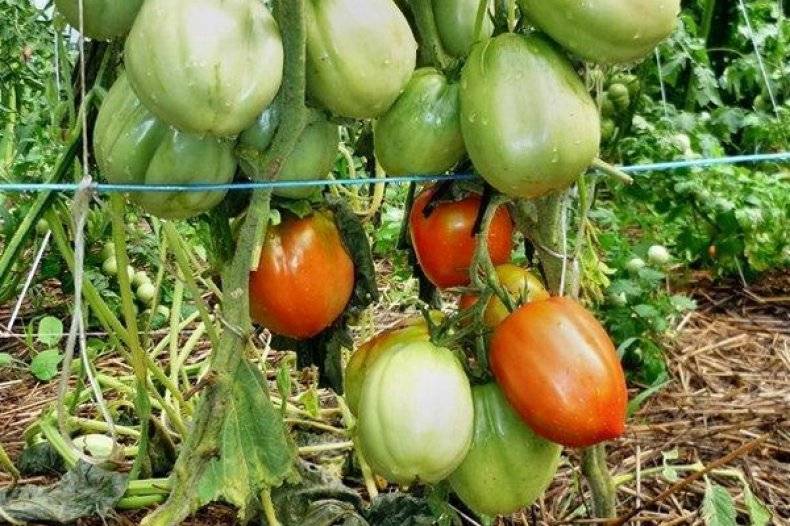 Характеристика и описание сорта томата столыпин, его урожайность