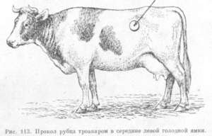 Тимпания рубца (вздутие живота) у коровы: причины, симптомы и лечение, профилактика