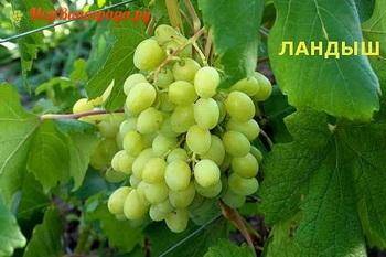 Светлый виноград «благовест»