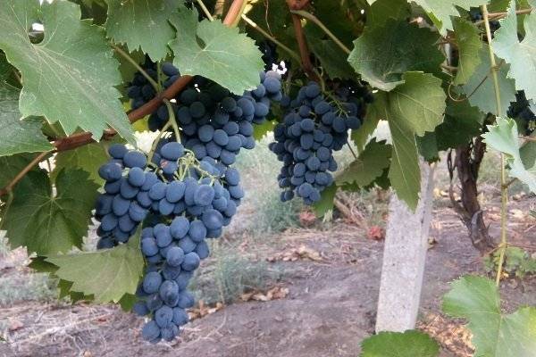 Виноград молдова: описание сорта и фото. характеристики и сроки созревания, болезни и вредители