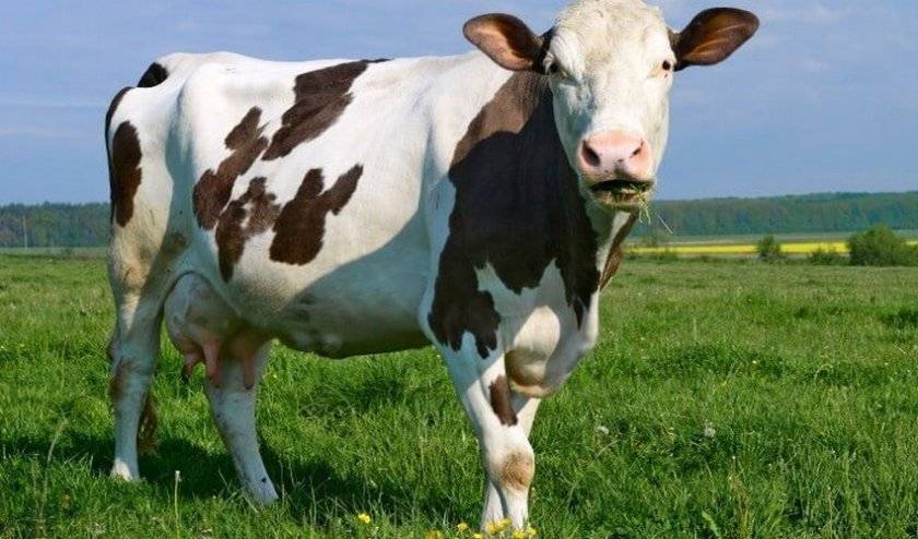 Абсцесс у коровы история болезни