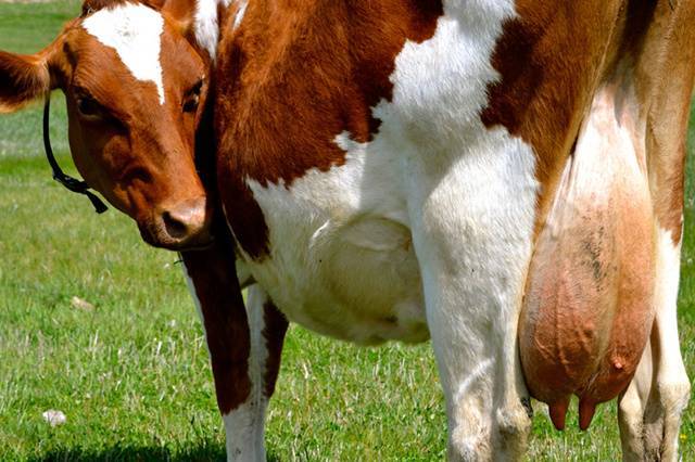 Кетоз у коровы: симптомы и лечение - общая информация - 2020