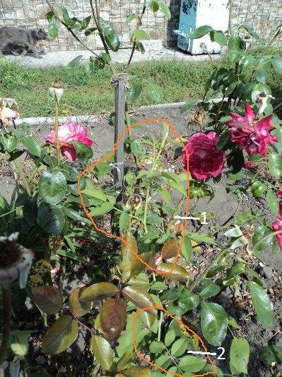 Как отличить розу от шиповника по листьям и побегам