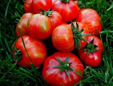 Томат "премиум f1": описание сорта, способа выращивания и фото помидор
