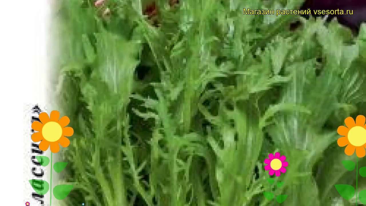 Японская капуста: декоративные сорта мизуна, русалочка и изумрудный узор, а также выращивание овоща из семян и благоприятные условия для этого