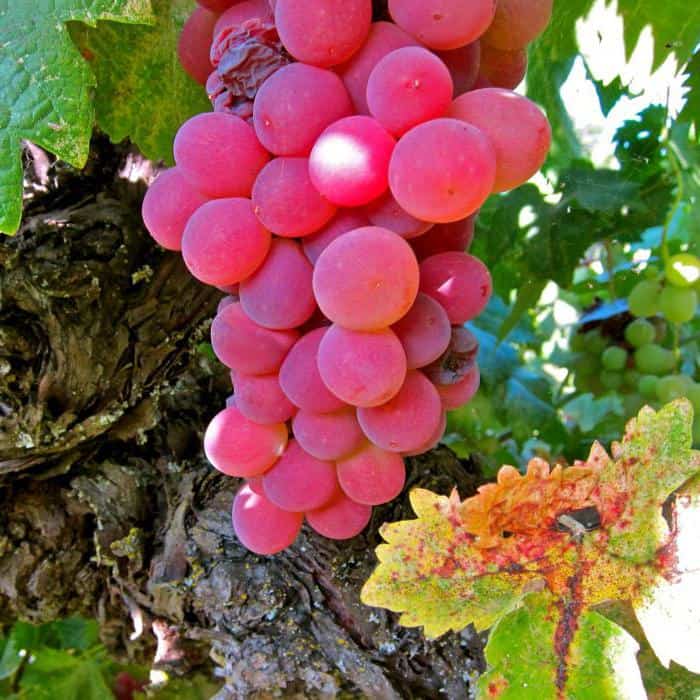 Виноград гелиос: описание сорта, фото, отзывы