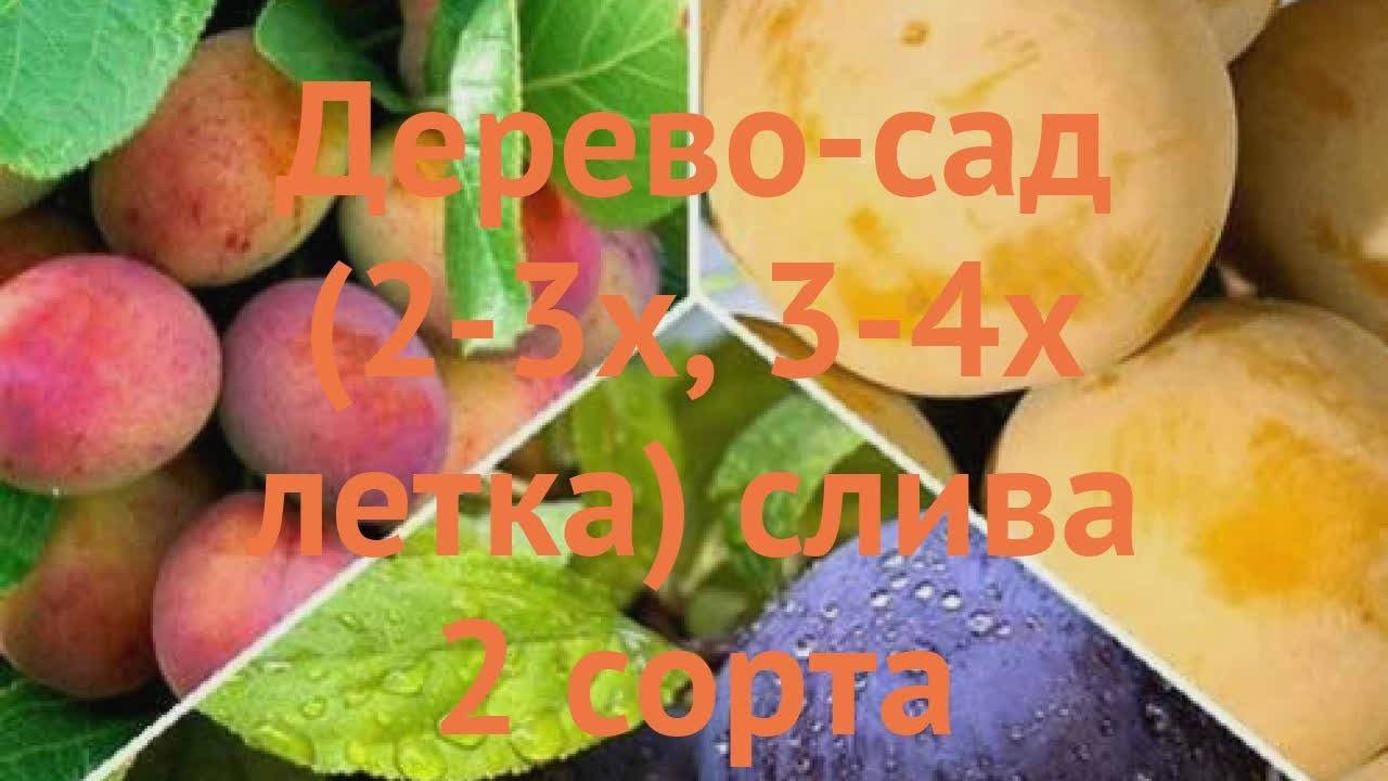 Слива конфетная описание сорта фото отзывы