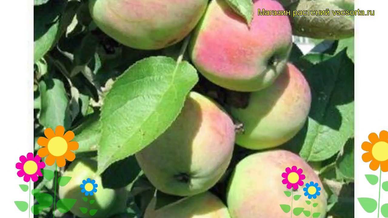 Особенности выращивания колоновидной яблони сорта васюган