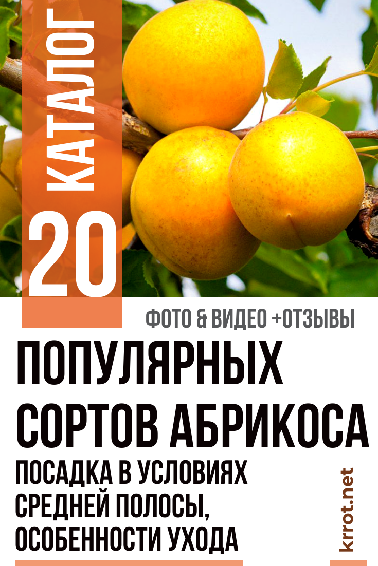 Сорт абрикоса царский: описание и характеристика сорта