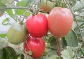 Сорт томата гордость застолья: фото и описание