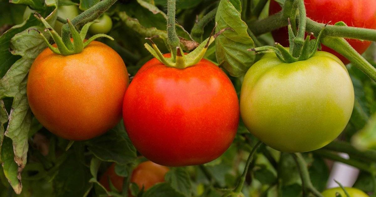 Лучшие сорта низкорослых помидор с фото и описанием