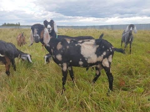 Англо-нубийская порода коз — особенности разведения