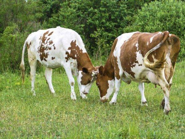 Абсцесс у коровы: причины, признаки и лечение, профилактика