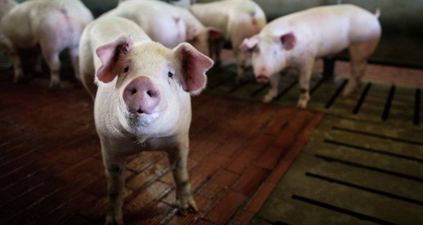 Болезнь ауески у свиней: описание болезни и её лечение