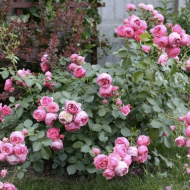Роза помпонелла: выращивание и уход в открытом грунте