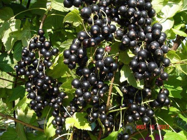 Черная смородина "валовая": описание сорта с фото, характеристики и особенности выращивания