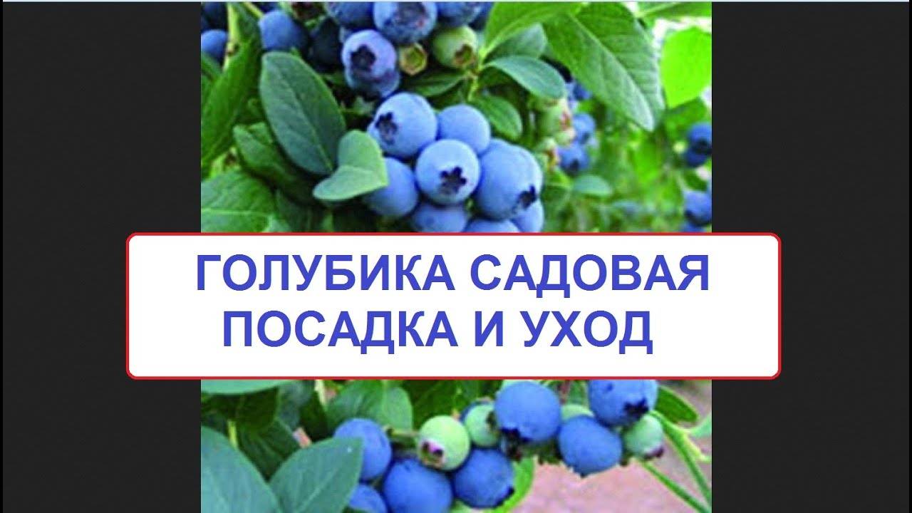 Самые урожайные сорта садовой голубики, выращиваемые в россии, беларуси и украине