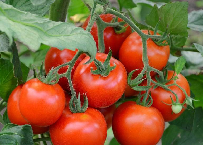 Томат асвон f1 — описание сорта, урожайность, фото и отзывы садоводов