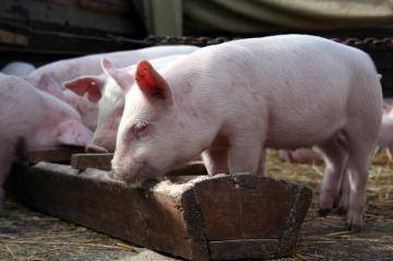 Разведение свиней. породы свиней. свиноводство как бизнес