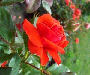 Выращивание сорта плетистых роз маритим: условия содержания, уход для цветения