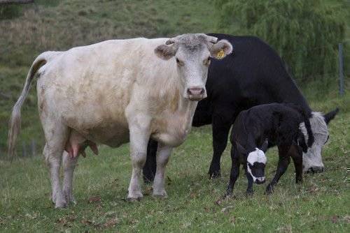 Стельность коровы: продолжительность, признаки, методы определения, рекомендации | 
ветеринарная служба владимирской области