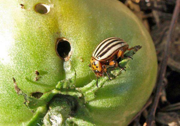 Горчица с уксусом — лучшее средство от колорадского жука