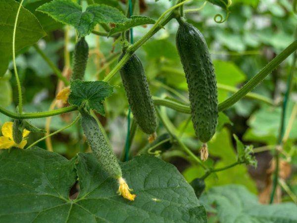 Упругие и сочные зеленцы для засолки — огурец хрустящий f1: описание сорта и характеристики