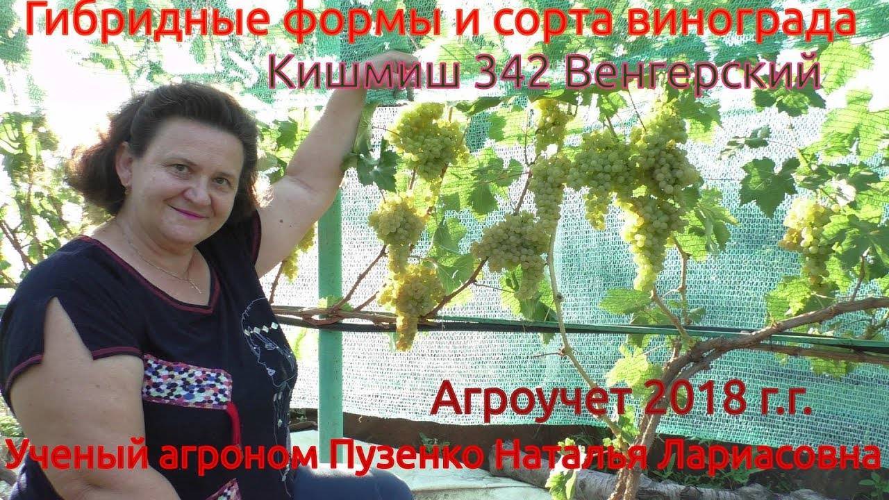 Виноград кишмиш 342