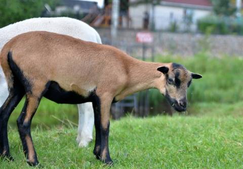 Камерунские козы: особенности породы