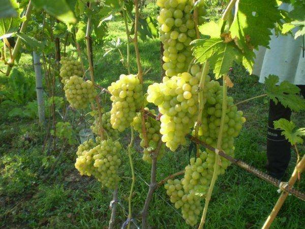Виноград благовест: описание, фото и отзывы