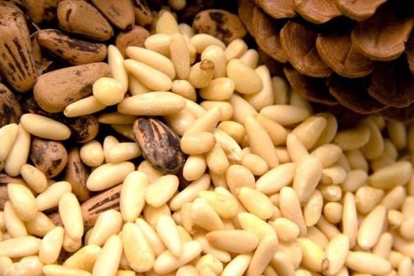 Кедровые орехи — польза и вред для организма | польза и вред