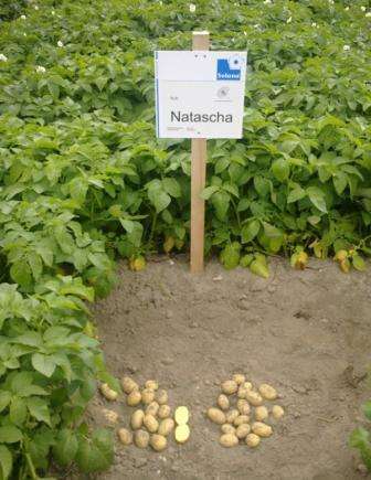 Сорт картофеля «наташа»: характеристика, описание, урожайность, отзывы и фото