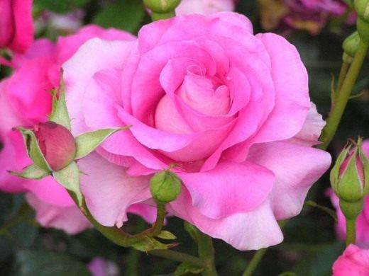 Датский сорт роз никколо паганини: выращивание флорибунды, как посадить, уход